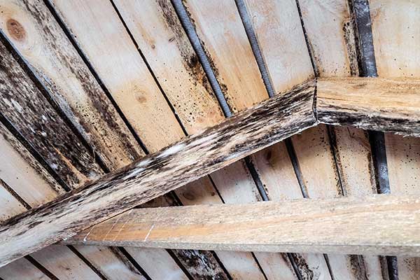 Rotten roof timbers